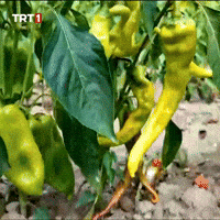 Farm GIF by TRT