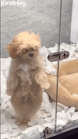 Pup Dances in Tokyo Pet Shop