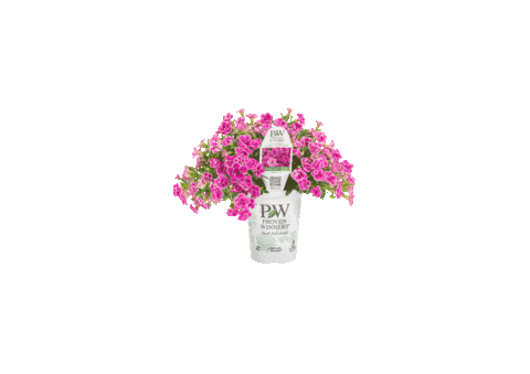Flower Sticker by provenwinnerseu