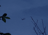 GIF by Jaime Martinez