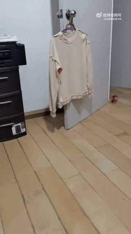 cuteanimalland giphyupload GIF