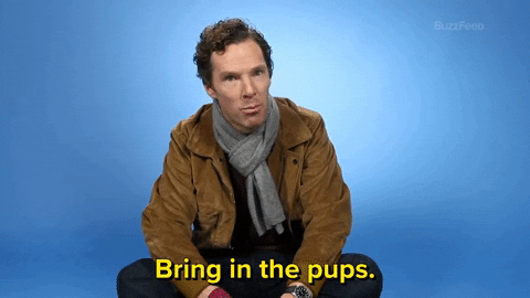 Benedict Cumberbatch Dog GIF by BuzzFeed