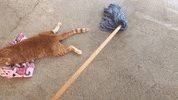 Cat Save Them All GIF by Best Friends Animal Society