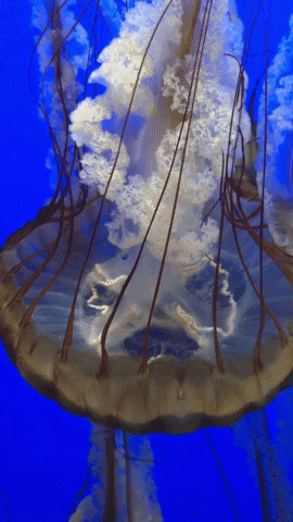 Jellyfish GIF by Yevbel
