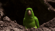symphony for our world GIF by Nat Geo Wild 