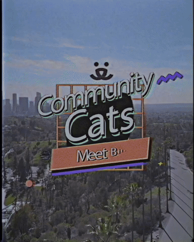 Community Cats: Meet Bill