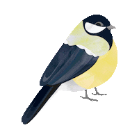 Happy Great Tit Sticker by Studio Behm
