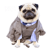 Peaky Blinders Pug Sticker by Puggy Smalls