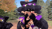 Tc Tk GIF by UNI Athletics