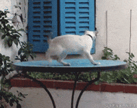 Cat Spinning GIF