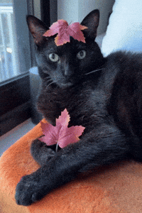 Black Cat Fall GIF