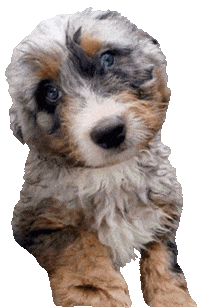 Bernese Mountain Dog Sticker