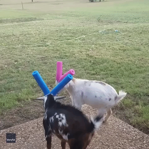 Pet Goats Butt Heads Safely With the Help of Pool Noodles