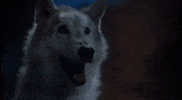 Fun Friends GIF by Adim