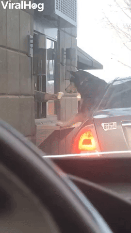 Dog Eats Pupcup Directly From Baristas Hand