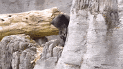 Woodlandparkzoo animals surprise adorable whoa GIF