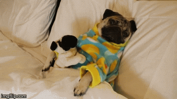 Video gif. A pug is wearing pajamas and it hugs a stuffed pug plush as it lays in bed and stares at us. We zoom into its face and see their round, shiny eyes.