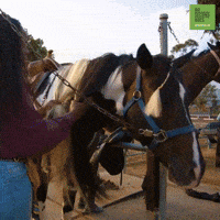 Rainbow Hair GIF by 60 Second Docs