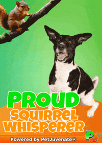 PetJuvenate squirrel funny dog puppy love cute puppy GIF