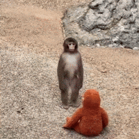 Monkey Dancing GIF by Respective