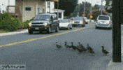 duck GIF