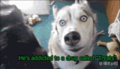 oc problem husky derpy GIF