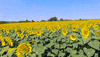 xyngular reviews sunflowers GIF by Xyngular
