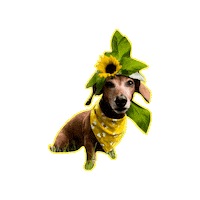 Sunflower Daschund Sticker by Geekster Pets