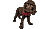 Giving Tuesday Sticker by Camp Cocker Rescue