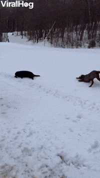 Labradors Slide Down Snowy Hill