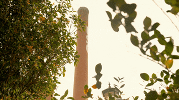 Sc Columbia GIF by University of South Carolina