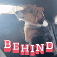 Corgi Milo GIF