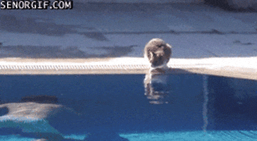 cat pool GIF by Cheezburger