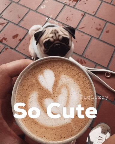Coffee Pug GIF