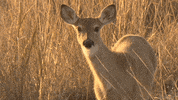 Deer Ears GIF by U.S. Fish and Wildlife Service