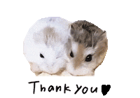Hamster Thanky Sticker