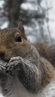 Close Up of Squirrel Enjoying Treat