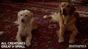 Dog Watching GIF by MASTERPIECE | PBS