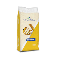 Sunflower Girasol Sticker by Advanta Semillas Argentina