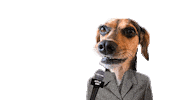 Dog Noticia Sticker by Nutella Furacão