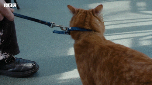 Bbc Two Pets GIF by BBC