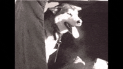historycolorado doggo colorado nederland husky GIF
