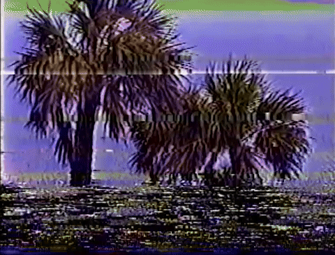 Hi8 Palms