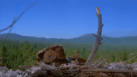 BabyFarkMcGeeZax giphyupload egg eagle chris farley GIF