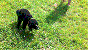 goo GIF