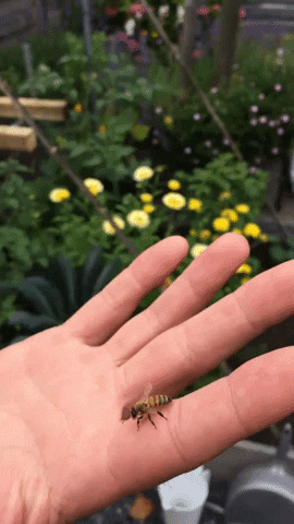 imkerijBeesboss giphygifmaker bij beekeeping imker GIF