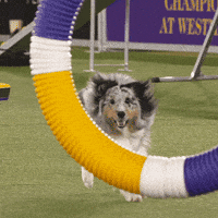 Jumping Dog Show GIF by Westminster Kennel Club