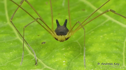 lambertj giphygifmaker arachnid bunny harvestman GIF