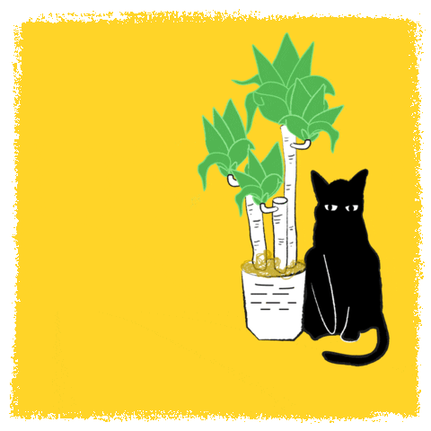 courtneypure cat plants hooman cat lady GIF