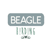 Beagle Birding Sticker by Pointer Outfitters
